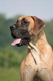 DOGUE ALLEMAND 600